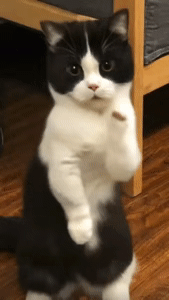 Igiling GIF